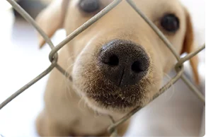 Dog at shelter