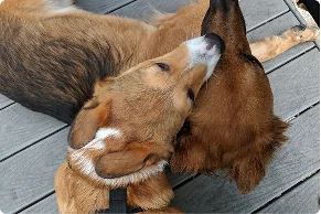 Dogs cuddling