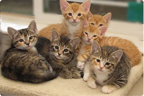 Kittens at shelter